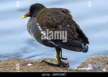 The Moorhen is one of the commonest of the Rail family found in the UK. They are found on all inland waterways and often in close to Coots Stock Photo
