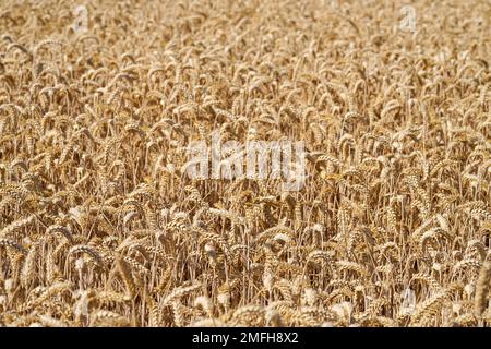 Gold yellow wheat field. Ripe grain ready for harvest. Background on the theme of harvest, grain, grain shortage, food shortage. Stock Photo