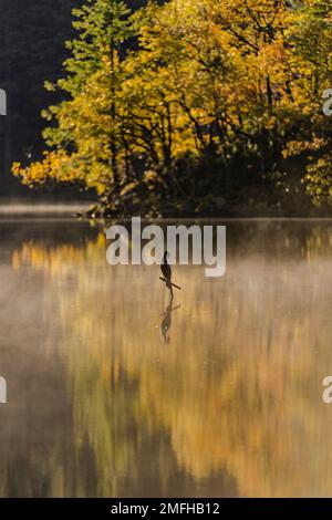 A Cormorant sits on pole in an Autumnal looking Loch Ard in Trossachs.  Credit: Euan Cherry  *Note for editors*  The bird captioned may need to be verified. Stock Photo