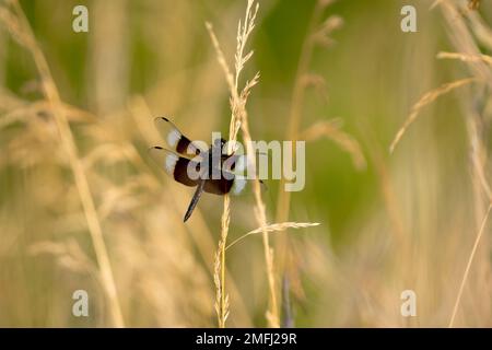 A Widow Skimmer Dragonfly perching on plant Stock Photo
