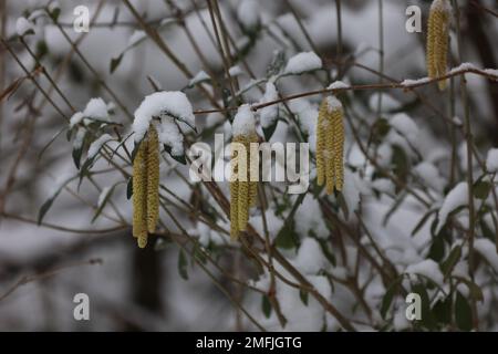 Earrings on hazel branches in spring. Stock Photo