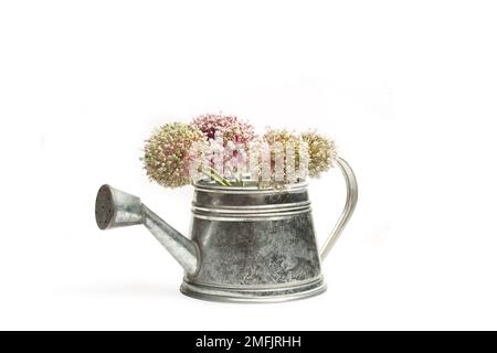 Wild garlic flowers in a galvanized steel watering can on a white background with copy space Stock Photo