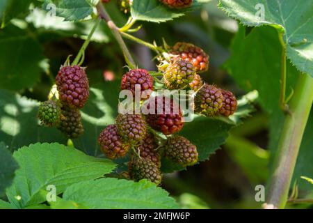 ripe and unripe blackberries on the bush with selective focus. Bunch of berries. Stock Photo