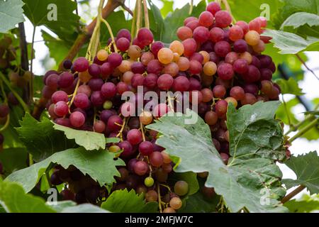 Juicy and tasty big bunches of ripe grapes on plantation bushes. Stock Photo