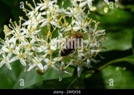 Honey bee with a basket for pollen sits on white flowers Cornus alba, red-barked, white or Siberian dogwood. Stock Photo