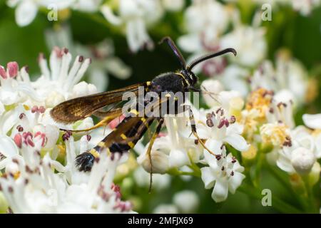 Paranthrene tabaniformis on elder flower close-up. In the natural environment, near the forest in summer. Stock Photo