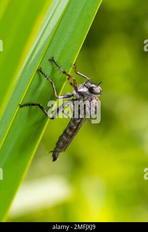 Closeup on a predator common awl robberfly Neoitamus cyanurus sitting on a green leaf. Stock Photo