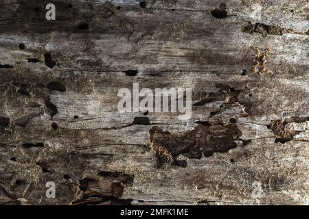 The old dry stump texture, background. Old rotten stump.Authentic dried cracked wood. Stock Photo