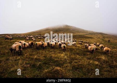 The mixed flock of sheep and goats grazing on meadow along the Camino de Santiago in the French Pyrenees Stock Photo