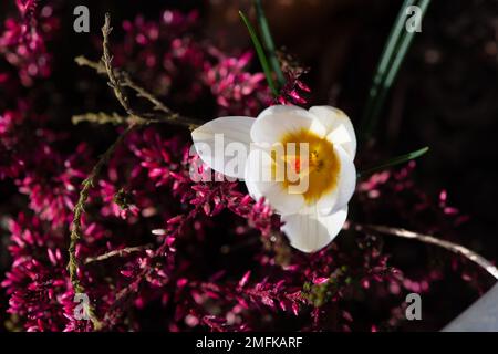 Stoke Poges, Buckinghamshire, UK. 9th February, 2022. A white crocus and pink heather. Credit: Maureen McLean/Alamy Stock Photo