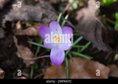 Stoke Poges, Buckinghamshire, UK. 9th February, 2022. Pretty Springtime purple crocus flowers. Credit: Maureen McLean/Alamy Stock Photo