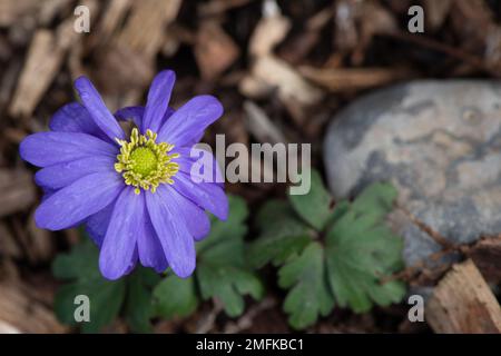 Stoke Poges, Buckinghamshire, UK. 9th February, 2022. A pretty purple daisy. Credit: Maureen McLean/Alamy Stock Photo