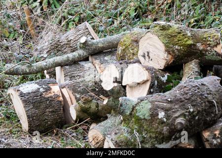 Closeup of a pile of cut down tree trunks Stock Photo