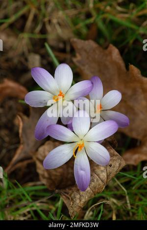 Stoke Poges, Buckinghamshire, UK. 9th February, 2022. Pretty purple and white crocus flowers.  Credit: Maureen McLean/Alamy Stock Photo