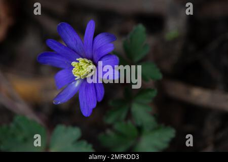 Stoke Poges, Buckinghamshire, UK. 9th February, 2022. A pretty purple daisy. Credit: Maureen McLean/Alamy Stock Photo