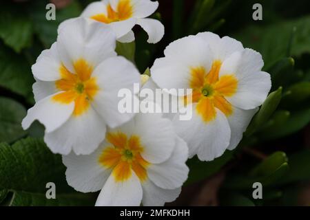 Stoke Poges, Buckinghamshire, UK. 9th February, 2022. Yellow and white primula flowers. Credit: Maureen McLean/Alamy Stock Photo