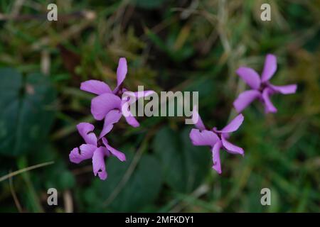 Stoke Poges, Buckinghamshire, UK. 9th February, 2022. Pretty pink cyclamen flowers. Credit: Maureen McLean/Alamy Stock Photo