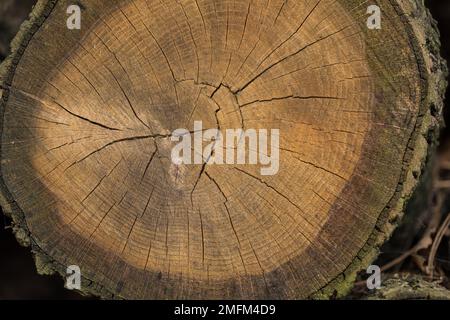 Cross section of a freshly cut tree trunk, close-up. Stock Photo