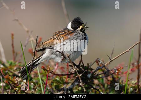 Reed Bunting (Emberiza schoeniclus) male bird carrying invertebrates in it's bill and perching on lookout close to the nest before feeding it's young, Stock Photo
