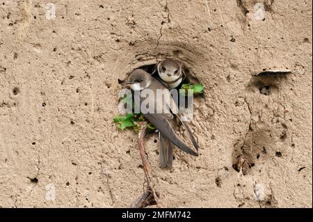 Sand Martin (Riparia riparia) adults prospecting existing nest burrow in exposed earth bank on river bank, River Tweed, Roxburghshire, Scotland, May 2 Stock Photo