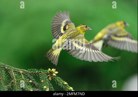 Siskin (Carduelis spinus) male birds taking off from spruce branch in forestry plantation, Inverness-shire, Scotland, May 2010 Stock Photo