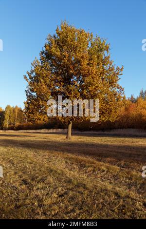 Lonely young oak tree in autumn time Stock Photo