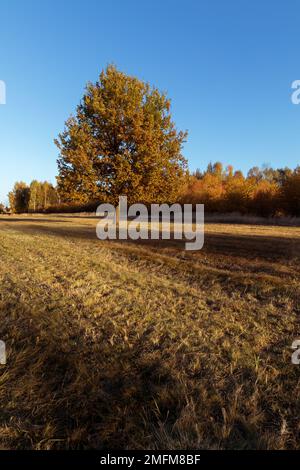 Lonely young oak tree in autumn time Stock Photo - Alamy