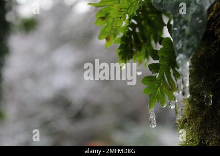 Macro close up icicles on ferns - natural winter forest background concept with copy space Stock Photo