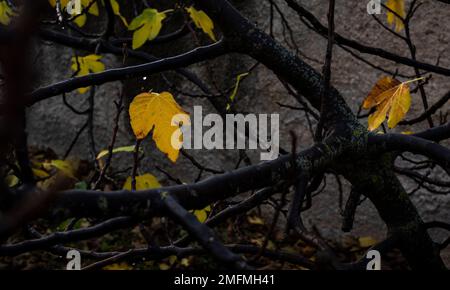 autumn yellow leaves dark and moody fig tree Stock Photo