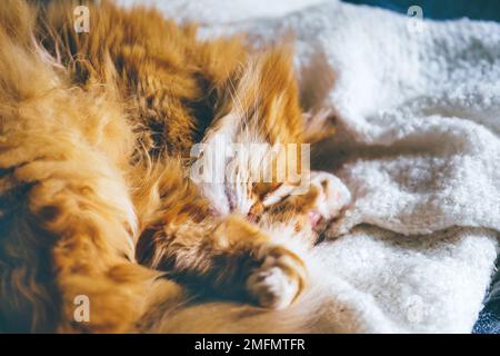 Red furry cat sleeping on sofa in sun rays Stock Photo