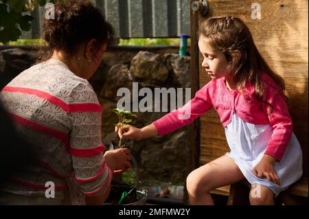 Mom and daughter holding green seedling growing in soil and planting in pot with fertilized ground. Sustainable lifestyle and resources. Female farmer Stock Photo