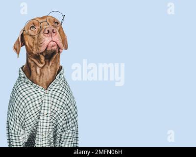Lovable, pretty brown puppy. Isolated background. Closeup, indoors. Day light, studio shot. Concept of care, education and raising pet Stock Photo