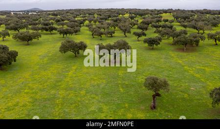 Aerial view of Holm oak trees landscape extremadura dehesas Stock Photo