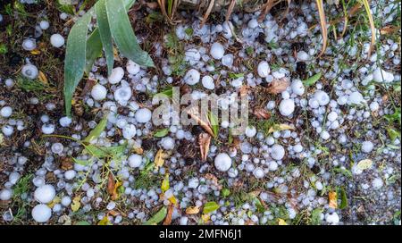 Hail after hailstorm on green plant in garden many ice balls after spring summer thunderstorm violent Stock Photo