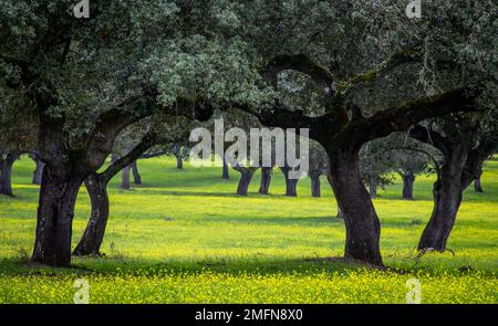 Holm oaks in yellow meadows in Alentejo Stock Photo