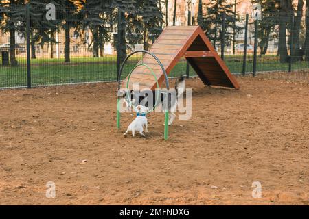 Dog jack russell terrier and husky funny playing together outdoors in dogs playground at sunny spring day Stock Photo