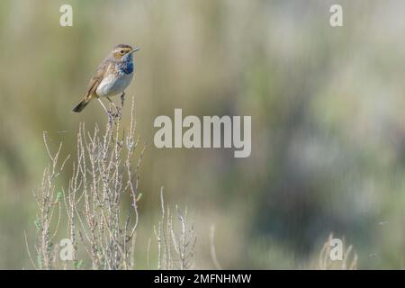 Bluethroat Luscinia svecica female bird perched on twig in salt marsh scrub Charente-Maritime, France Stock Photo