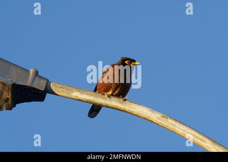 Common myna with yellow beak perched on a modern LED streetlight ...