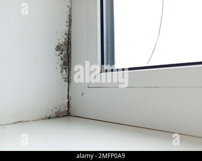 A slope near the window is a moisture fungus. Black mold covers a white wall Stock Photo