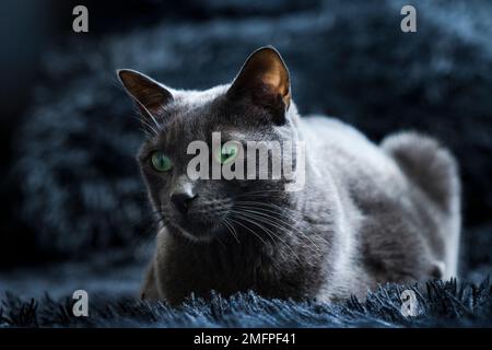 Beautiful cat lying on black carpet, light from the window on its body. Healthy pet, relaxed life of a cat. Healthy living concept for a pet Stock Photo