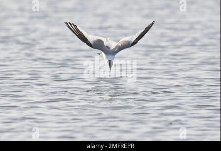 Sabine's gull (Xema sabini), diving onto the surface of the sea in order to  pick up food from the surface of the water Stock Photo