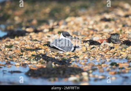 Sabine's gull (Xema sabini) in breeding plumage Stock Photo