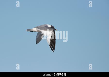 Sabine's gull (Xema sabini) adult, in summer plumage, in flight Stock Photo