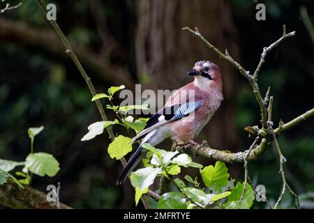 Jay (Garrulus glandarius) perched on branch Stock Photo