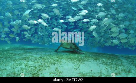 Sea turtles (Cheloniidae) eating seaweed under a school of fish Mackerel (Scombridae) in Palawan, Philippines