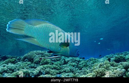 Humphead wrasse (Cheilinus undulatus) over a coral reef, South Seas, Fakarava, French Polynesia Stock Photo