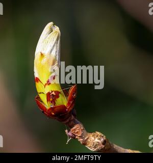 Sticky bud of the Horse Chestnut tree bursting into leaf Stock Photo