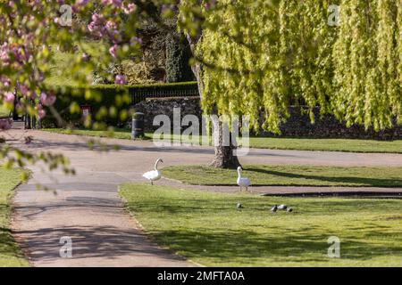 Colchester, Essex, England, UK, Local Area Photography Stock Photo