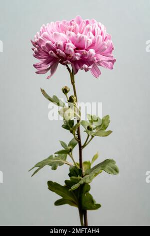 beautiful blooming pink flower Stock Photo