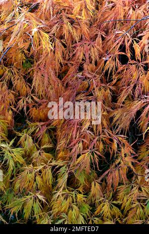 orange yellow acer palmatum dissectum leaves,yellow acer foliage,autumn,autumnal,fall,color,colours,acer in autumn,red stems,autumnal colours on acer Stock Photo